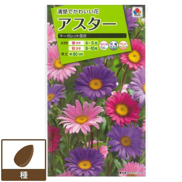 有効期限26年10月 アスター マーガレット混合 タネ