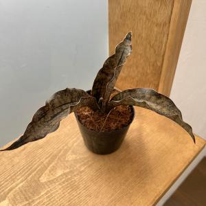 ワンダエ ドワーフ アンド カーリング P.wandae 'Dwarf & Curling' TC