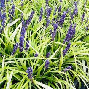 マカダミアナッツ バーモント種 取り木苗 7号スリット鉢植え : 苗木部