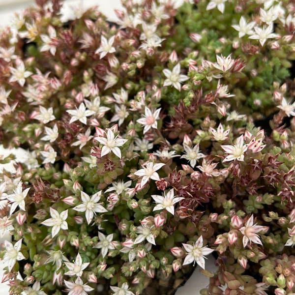 観葉植物 セダム ミルキーウェイ2-2.5号ポット