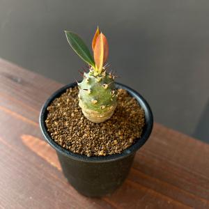 多肉植物：ハオルチア コレクタ錦*幅8cm 現品！一品限り : 遊恵盆栽