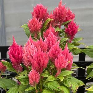 草花の苗 けいとう キモノ単色植えサーモンローズ3号ポット