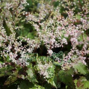 山野草の苗 ヒトツバショウマ2.5号ポットの商品画像