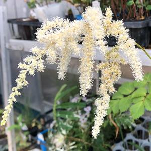 獅子ビロードシダ 山野草 : やまおか碧山苑ヤフー店 - 通販 - Yahoo