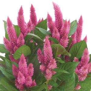 亀甲素心タイリンカンアオイ 9cmポット苗 : やましち山野草店 - 通販