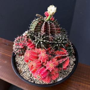 k6レアカラー‼️ サボテン　ギムノカリキウム 54株 楽天市場】サボテン：ギムノカリキウム ビカラー 実生*幅4cm