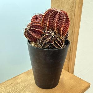 送料無料 奇想天外 ウェルウィッチア・ミラビリス 実生1年目 3号ロング