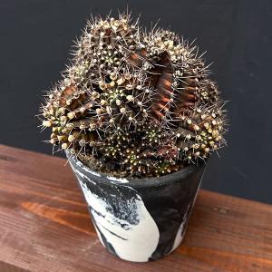 サボテン：ロフォフォラ 疣銀冠玉 実生*幅9cm 現品！一品限り : 遊恵