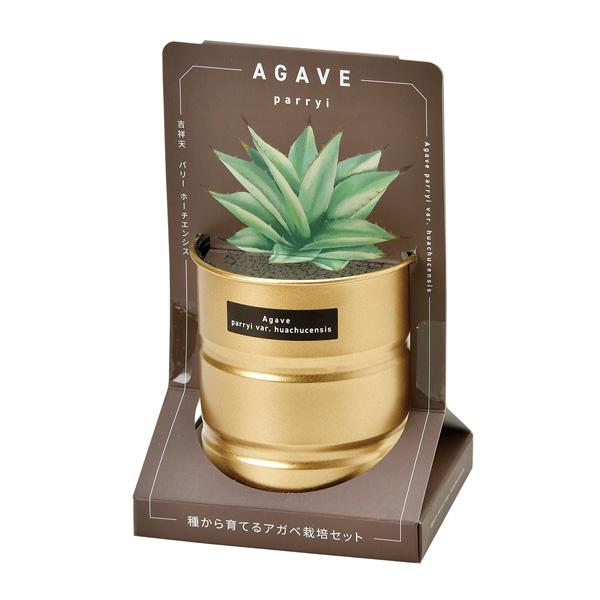 ギフトに 栽培セット：種から育てる アガベ栽培セット「パリーホーチエンシス」