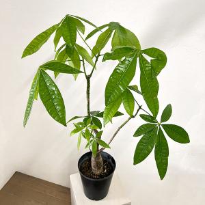 多肉植物 plkエケベリア リンゼアナ×juliana Rio Piaxla パルクさん苗