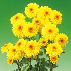 草花の苗 （わけあり特価）キク 寒咲き八重小菊イエロー3号ポット