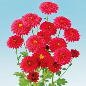 草花の苗 （わけあり特価）キク 寒咲き八重小菊レッド3号ポット