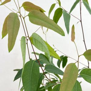 花木 庭木の苗 サマーセール ユーカリ オリダ（ストロベリーガム）3号ポット
