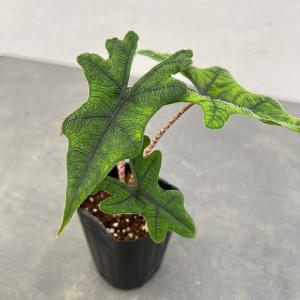 K’z様　アロカシア　セット 吉本花城園 【セール品】超お得セット！アロカシア 5品種