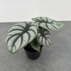 リプサリス パラドクサ Rhipsalis paradoxa 3．5号 吊り鉢 : UMBER
