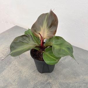 アロカシア ローライダー 7号鉢 大型種 観葉植物 グリーン 室内用