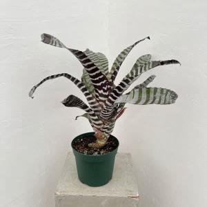 観葉植物：パキラ ミルキーウェイ*斑入り 5号プラポット : 遊恵盆栽