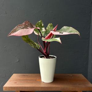 観葉植物 ノリナ：ポニーテール トックリラン 鉢植え*1番 現品をお届け