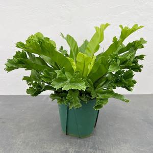 観葉植物 鉢色選べる：アスプレニウム ニダス*シマオオタニワタリ