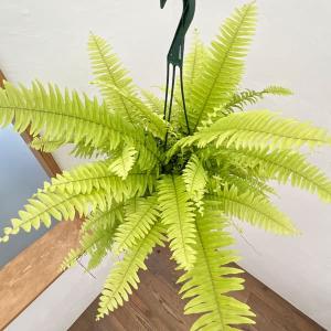 観葉植物 モンステラ デリシオーサ バルバソー 4号ポット : 園芸ネット