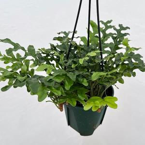 おしゃれ 観葉植物：リプサリス ホリダ*5号 吊り鉢 : 遊恵盆栽 Yahoo