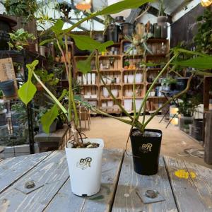 観葉植物 フィロデンドロン ジョーピー 3.5号鉢カバー入り