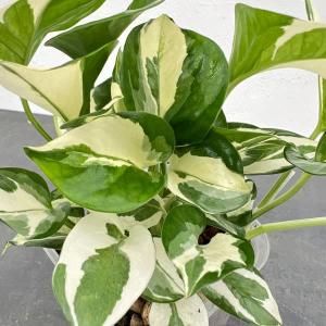 ポトス テルノ プレシャス 5号吊り鉢｜観葉04-PA : 赤塚植物園ヤフー店