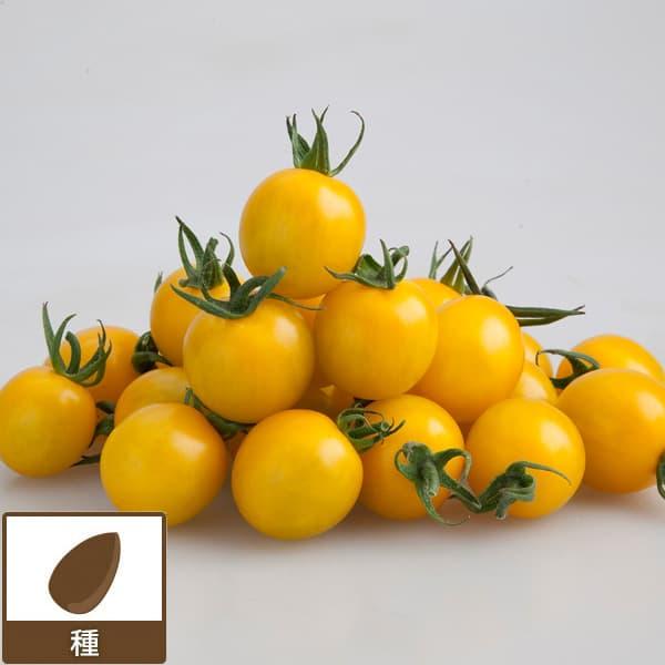 (業務用・受注生産品)トマト：イエローミミ 100粒 野菜タネ * 送料無料