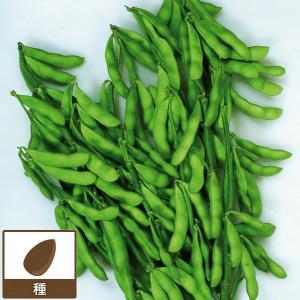 (業務用・受注生産品)エダマメ 湯あがり娘 100粒（R） 野菜タネ * 送料無料
