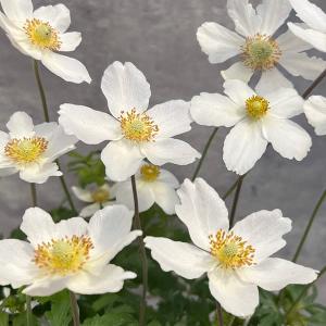 日本花キ流通 多肉植物 shセンペルビウム プラムパフェ 7.5cmポット