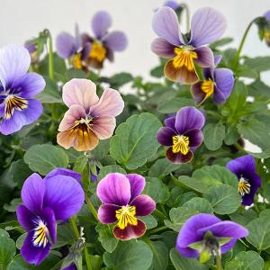 ラナンキュラス ラックス テセウス 4号ポット 苗 耐寒性 宿根草花苗