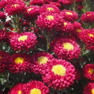 草花の苗 26年9月中下旬予約 アスター松本 ローズピンク（No.5）3号ポット