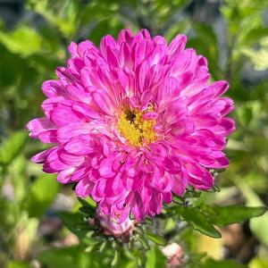 草花の苗 26年9月中下旬予約 アスター松本 ピンク（No.7）3号ポット