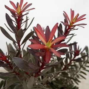 リューカデンドロン　5種セット 鉢花 観葉植物：リューカデンドロン バーガンディサンセット*5号