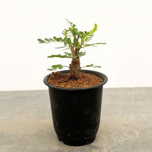 センナメリディオナリス　実生7株セット　塊根　灌木　パキプス　お買い得　値下げ センナ：メリディオナリス 3号25-12 の通販 | 園芸ネット