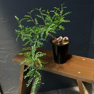 観葉植物 オペルクリカリア パキプス ４号鉢植え26-01（根挿し苗）