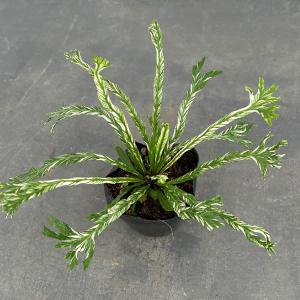 観葉植物 アスプレニウム ニダス バリエガータ（斑入り）3号ポット ザ