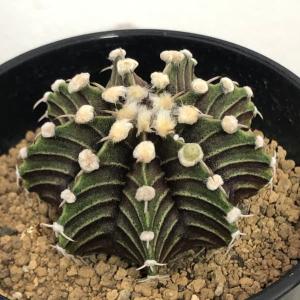 ユーフォルビア アクチノクラダ 【多肉植物 2.5号／1個売り