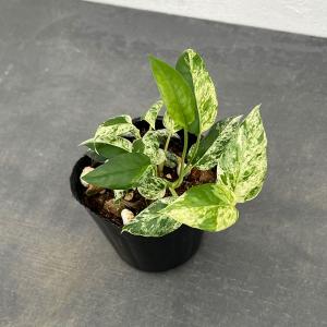 観葉植物/エピプレムヌム：ピナツムコンパクタ　マーブル　3号 ザ・ファームセレクト