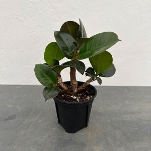 おしゃれ 観葉植物：エピフィラム レッドチップ*5号 吊り鉢 : 遊恵盆栽