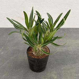 観葉植物 パキポディウム ロスラーツム3号鉢植え *