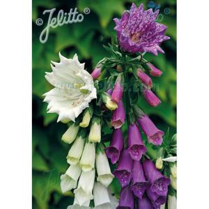 草花の苗 ジギタリス モンストローサ 花色見計らい3号ポット