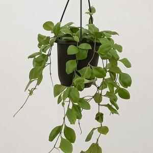 日本花キ流通 予約販売 観葉植物 ホヤ デシプラエ 4号 吊り鉢 吊り下げ