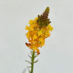草花の苗 （わけあり特価）ブルビネ サンセットオレンジ3.5号ポット