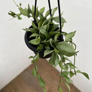 観葉植物 熱帯植物 吊り鉢 ハンギング ホヤ カルノーサ