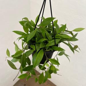 観葉植物/バオバブ：アダンソニア ザー バリエガータ（斑入り）6