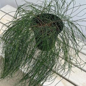 コロカシア ビッグディッパー 4号ポット苗 : 苗木部 花ひろば