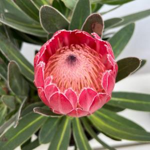 ヘアピンバンクシア スピヌローサ6号鉢高さ90センチ hanahirobaonline_niwa-