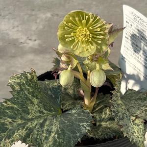 クリスマスローズ ピンクニゲル 広瀬園芸さん 4.5号鉢 送料無料 鉢花