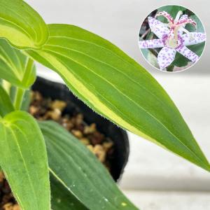 山野草の苗 ホトトギス 斑入り3号ポット